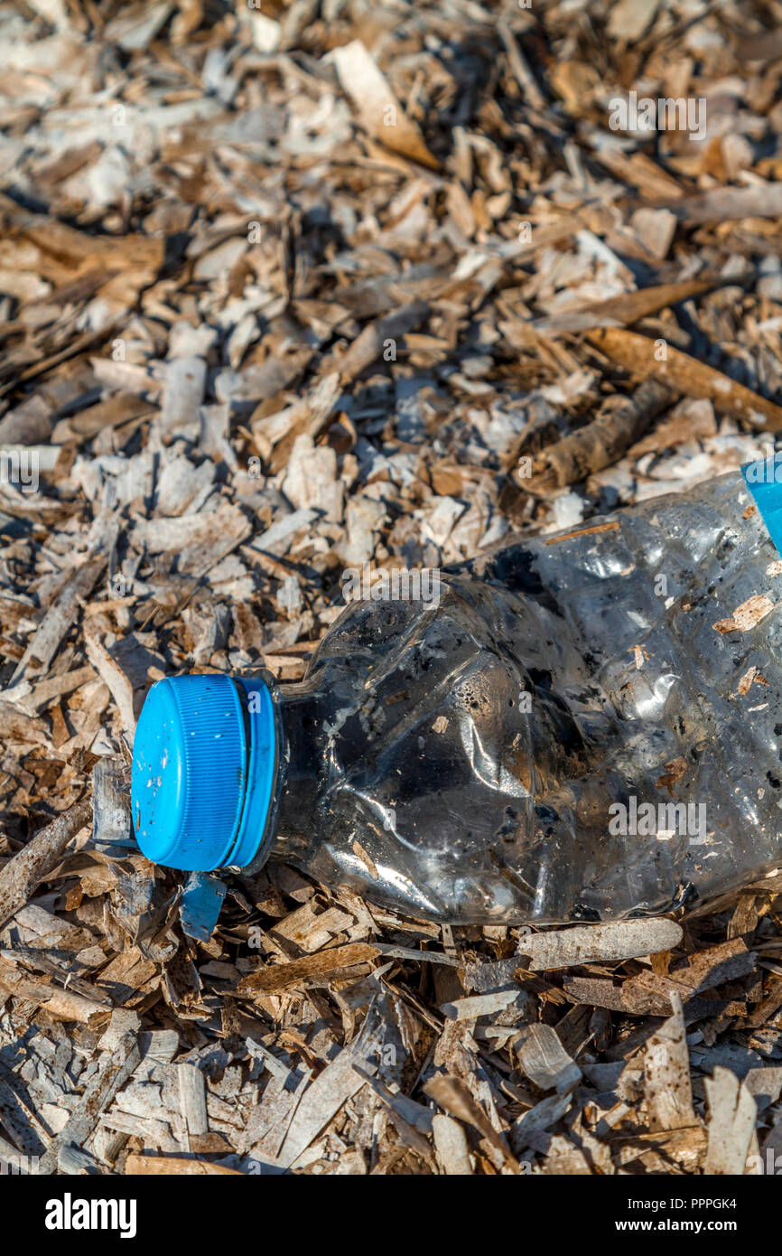 ``Discarded plastic pet bottle with blue top lying on a bed of dry seaweed on the shoreline causing environmental plastic pollution Stock Photo